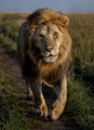 215 Lion (Panthera leo) - Masai Mara Kenya