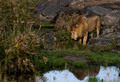 214 Lion (Panthera leo) - Masai Mara Kenya