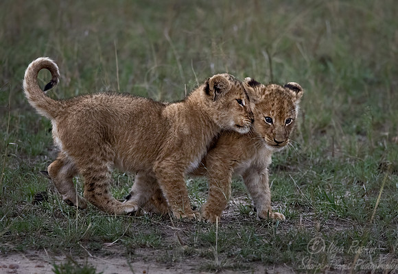 174 Lion cubs (Panthera leo) - Masai Mara Kenya