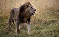 216 Lion (Panthera leo) - Masai Mara Kenya