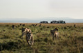 217 Lions (Panthera leo) - Masai Mara Kenya