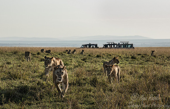 217 Lions (Panthera leo) - Masai Mara Kenya