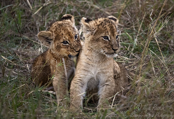175 Lion cubs (Panthera leo) - Masai Mara Kenya