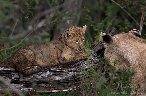 176 Lions (Panthera leo) - Masai Mara Kenya