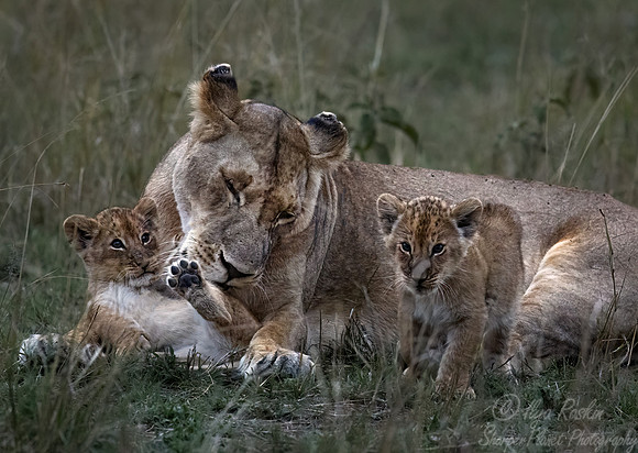 178 Lions (Panthera leo) - Masai Mara Kenya