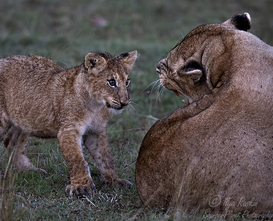 179 Lions (Panthera leo) - Masai Mara Kenya