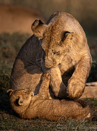 181 Lions (Panthera leo) - Masai Mara Kenya