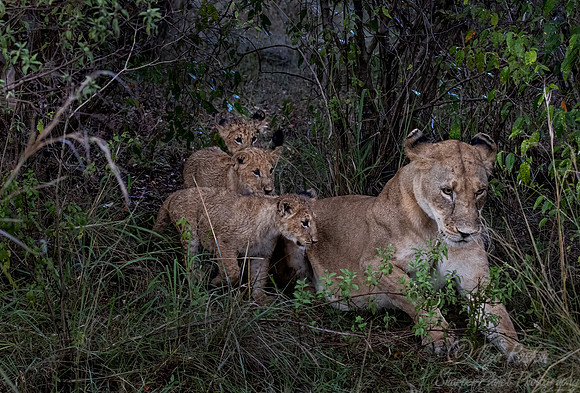 182 Lions (Panthera leo) - Masai Mara Kenya