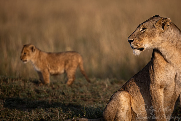 180 Lions (Panthera leo) - Masai Mara Kenya