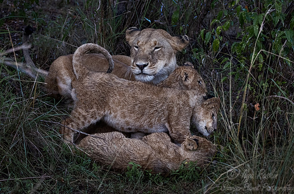 183 Lions (Panthera leo) - Masai Mara Kenya