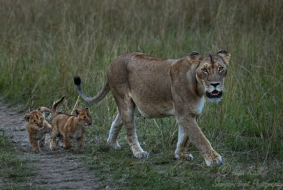 184 Lions (Panthera leo) - Masai Mara Kenya