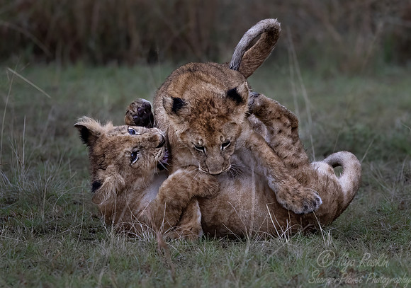 177 Lion cubs (Panthera leo) - Masai Mara Kenya
