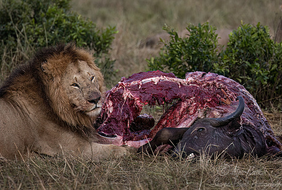 199 Lion (Panthera leo) - Masai Mara Kenya