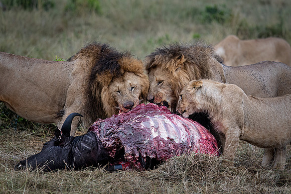 198 Lion (Panthera leo) - Masai Mara Kenya