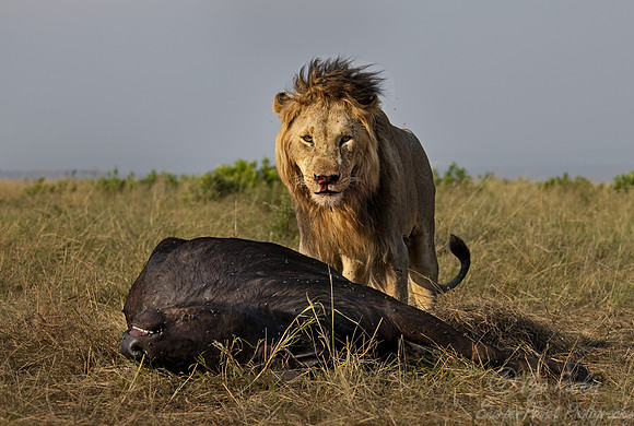 201 Lion (Panthera leo) - Masai Mara Kenya