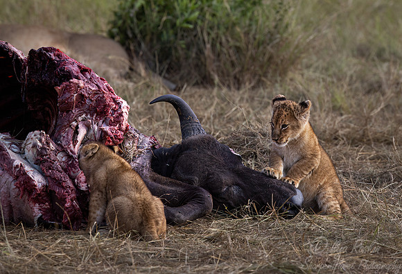 200 Lion (Panthera leo) - Masai Mara Kenya
