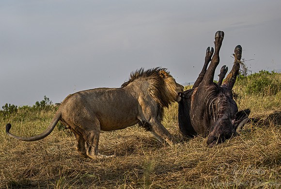 202 Lion (Panthera leo) - Masai Mara Kenya