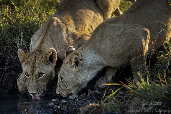 206 Lions (Panthera leo) - Masai Mara Kenya