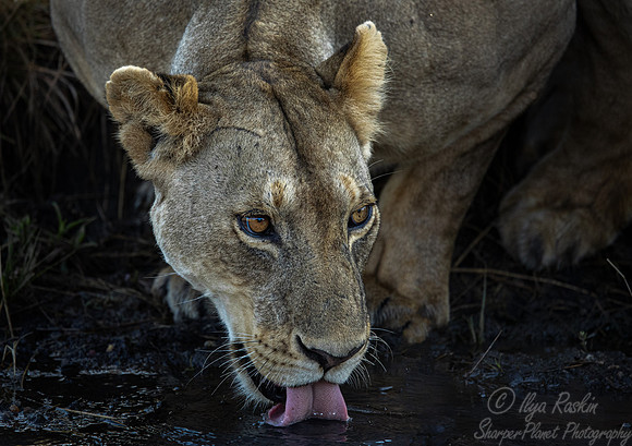 207 Lion (Panthera leo) - Masai Mara Kenya
