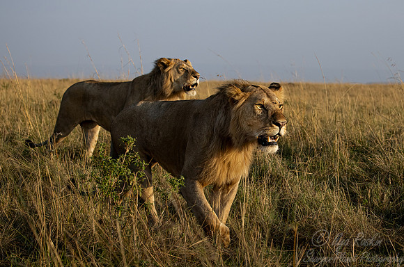 209 Lions (Panthera leo) - Masai Mara Kenya