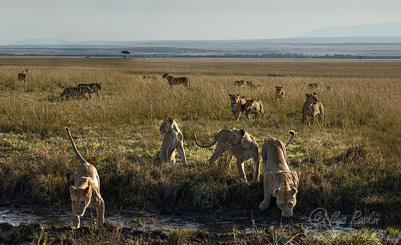 205 Lion (Panthera leo) - Masai Mara Kenya