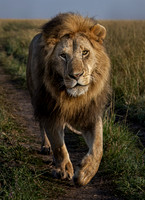 2022 Kenya Lions