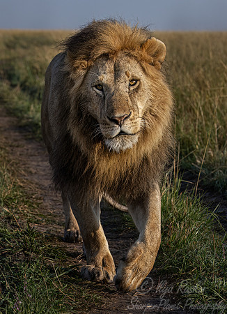 215 Lion (Panthera leo) - Masai Mara Kenya