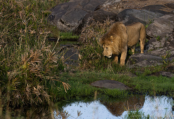 214 Lion (Panthera leo) - Masai Mara Kenya