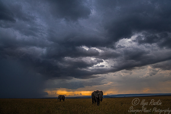 062 Masai Mara Kenya
