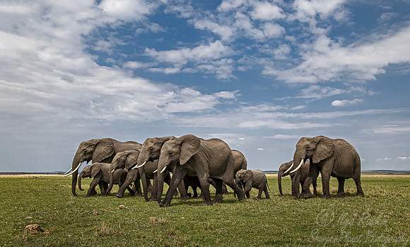 111 African Bush Elephants (Loxodonta africana) - Masai Mara Kenya