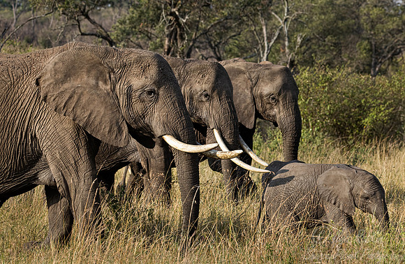 114 African Bush Elephants (Loxodonta africana) - Masai Mara Kenya