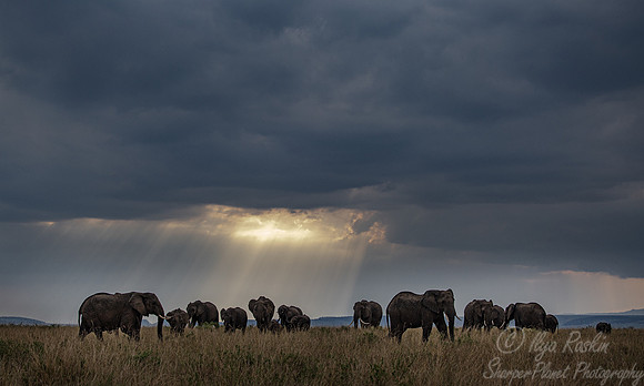 117 African Bush Elephants (Loxodonta africana) - Masai Mara Kenya