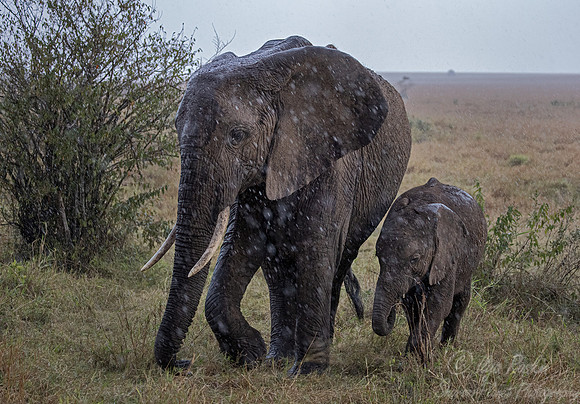 118 African Bush Elephants (Loxodonta africana) - Masai Mara Kenya