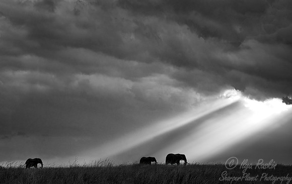119 African Bush Elephants (Loxodonta africana) - Masai Mara Kenya