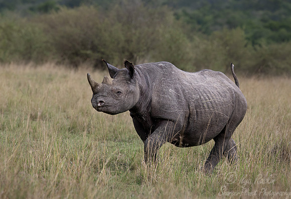 151 Black rhinoceros (Diceros bicornis) - Masai Mara Kenya