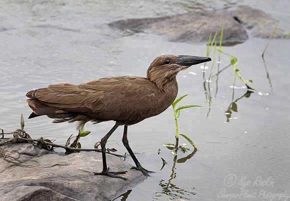187 Hamerkop (Scopus umbretta) - Masai Mara Kenya