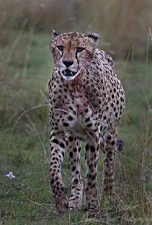 215 Cheetah (Acinonyx jubatus) - Masai Mara Kenya