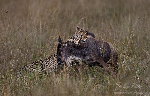 218 Cheetah hunting (Acinonyx jubatus) - Masai Mara Kenya