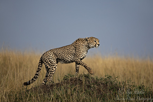 216 Cheetah (Acinonyx jubatus) - Masai Mara Kenya