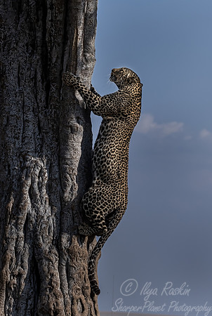 220 Leopard cub (Panthera pardus) - Masai Mara Kenya