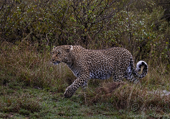 219 Leopard cub (Panthera pardus) - Masai Mara Kenya