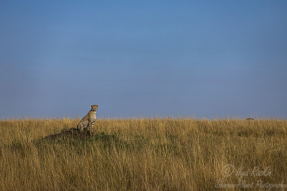 217 Cheetah (Acinonyx jubatus) - Masai Mara Kenya