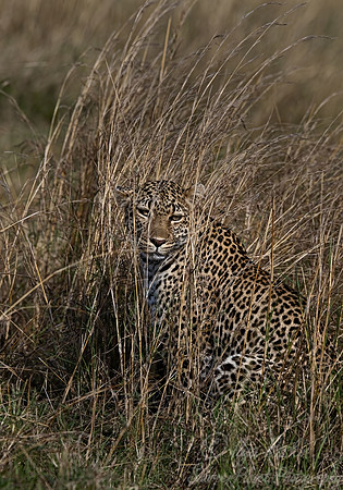 221 Leopard cub (Panthera pardus) - Masai Mara Kenya