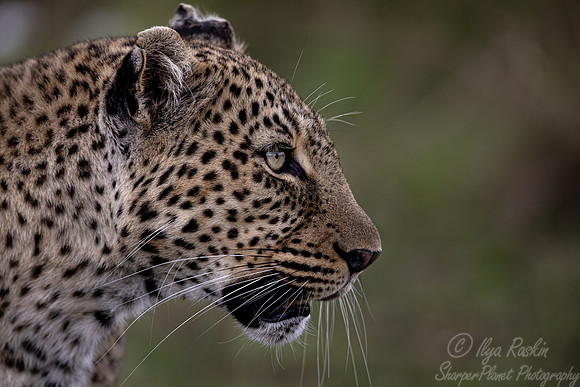 222 Leopard cub (Panthera pardus) - Masai Mara Kenya