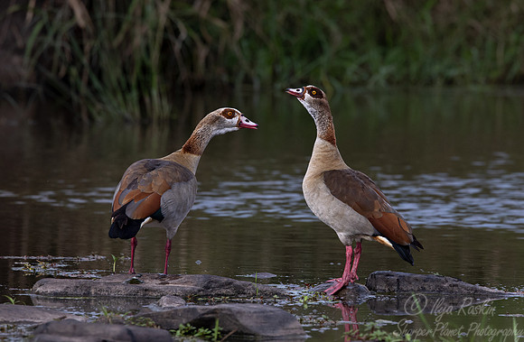 311 Egyptian geese (Alopochen aegyptiaca) - Masai Mara Kenya
