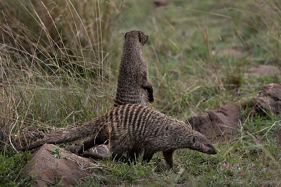 228 Banded mongoose (Mungos mungo) - Masai Mara Kenya