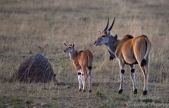 364 common eland (Taurotragus oryx) - Masai Mara Kenya