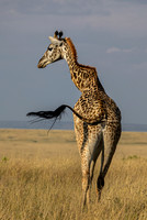 2022 Kenya Mammals Birds etc