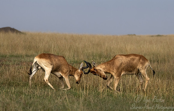 374 Coke's hartebeest (Alcelaphus buselaphus cokii) - Masai Mara Kenya