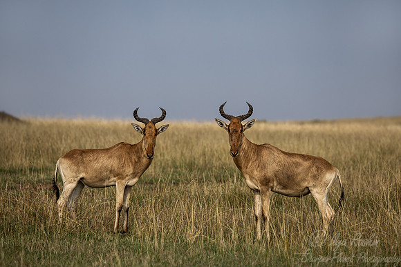 375 Coke's hartebeest (Alcelaphus buselaphus cokii) - Masai Mara Kenya